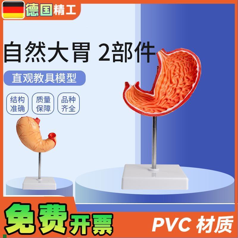 德国自然a大胃2部件生物胃部解刨模型教学用品学生上课实验教材
