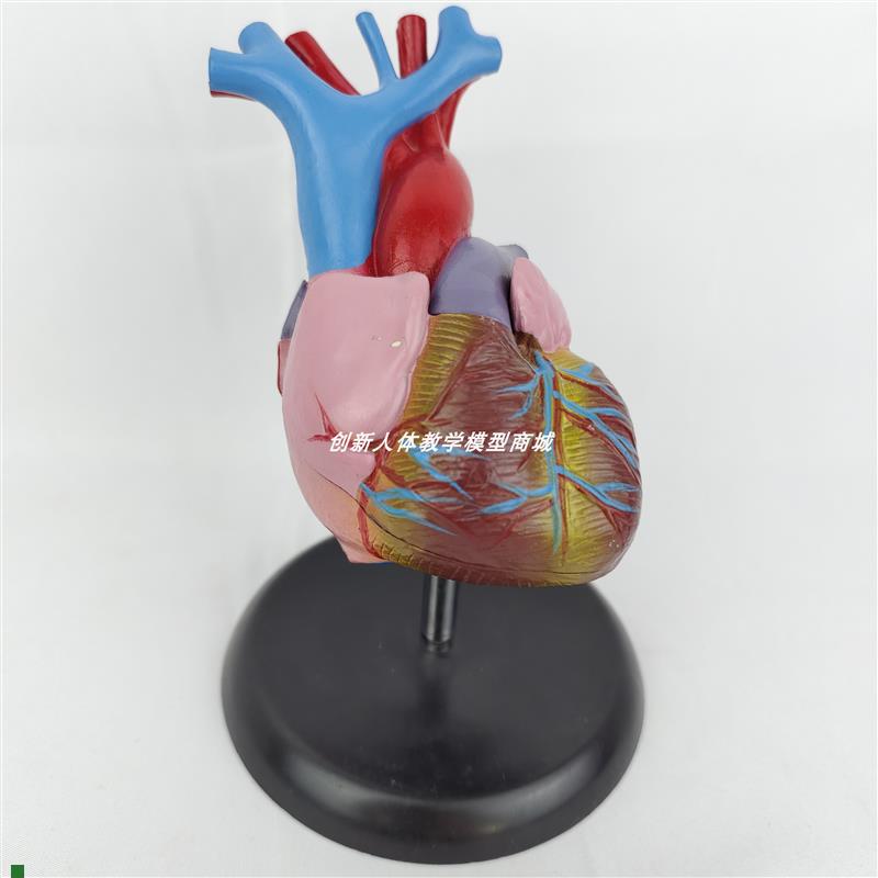 人体自然b大1:1心脏解剖模型可拆卸器官内脏B超彩超医学用玩具教