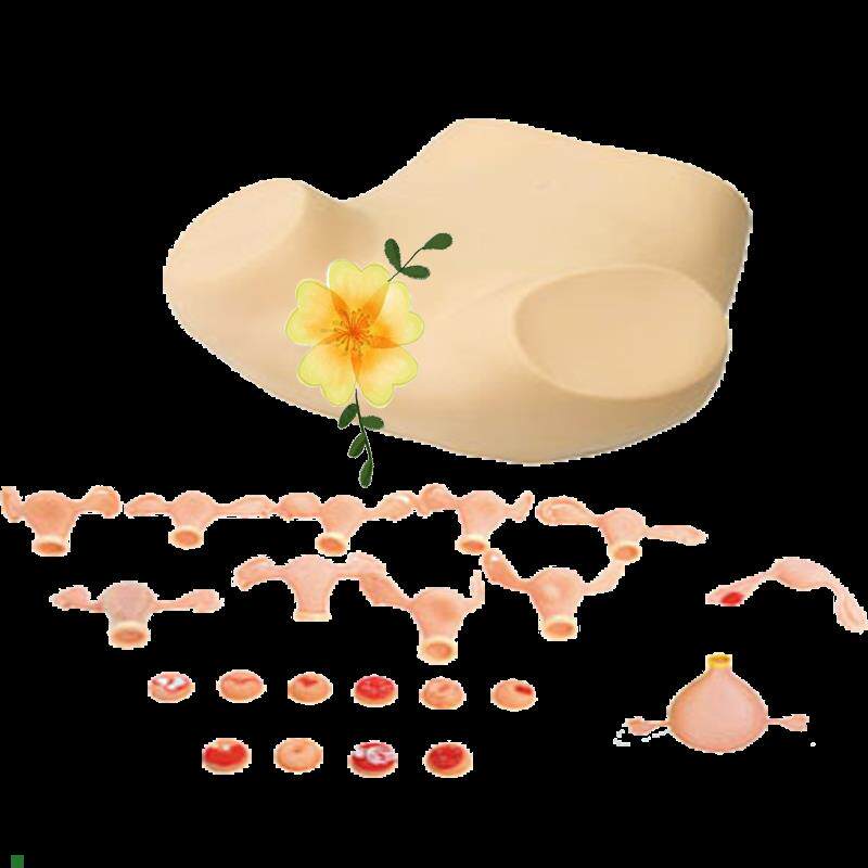 高级妇科检查模型JY/HF30S佳悦科教通