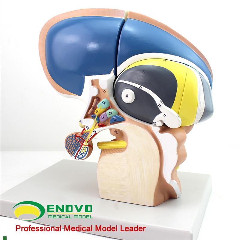 颐诺正品医用人体间脑端脑w丘脑模型间脑直观大脑模型神经系统