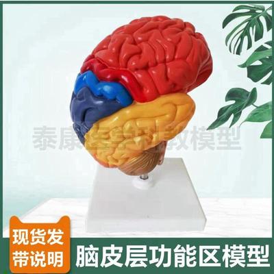 脑皮层功能区模型中枢神经系统脑血管H卒中大脑功能区运动语音感