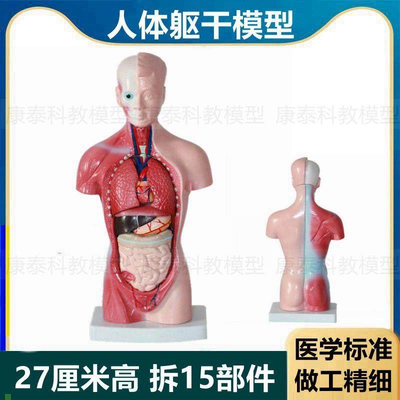 27厘米躯干模型皮m肤肌肉内脏拆卸15件无性别早教益智玩具小朋友