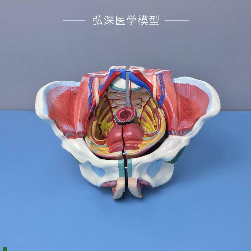 女性骨盆模型子宫肌肉o神经血管生殖系统器官解剖可拆妇产教学模