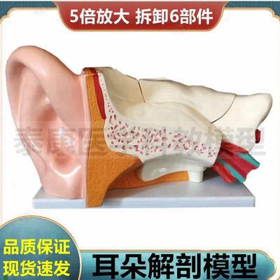 人体耳朵模型内耳半规管拆卸耳蜗迷路听小骨鼓膜S五官神经内科医