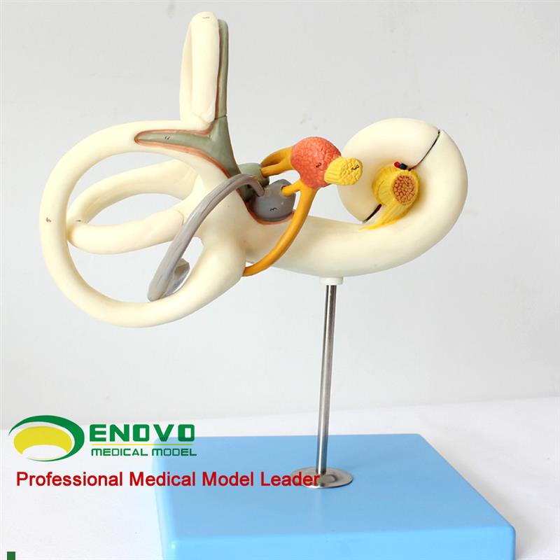 颐诺正品人体内耳迷路放大x模型听觉系统耳鼻喉科医患沟通教具