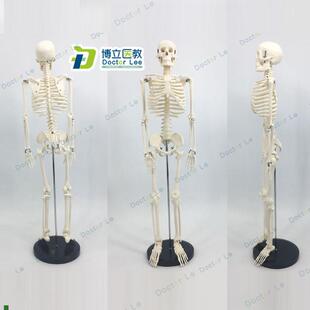 可活动骨架标肌肉j解剖脊椎骷髅小针刀正骨针灸85cm人体骨骼模型