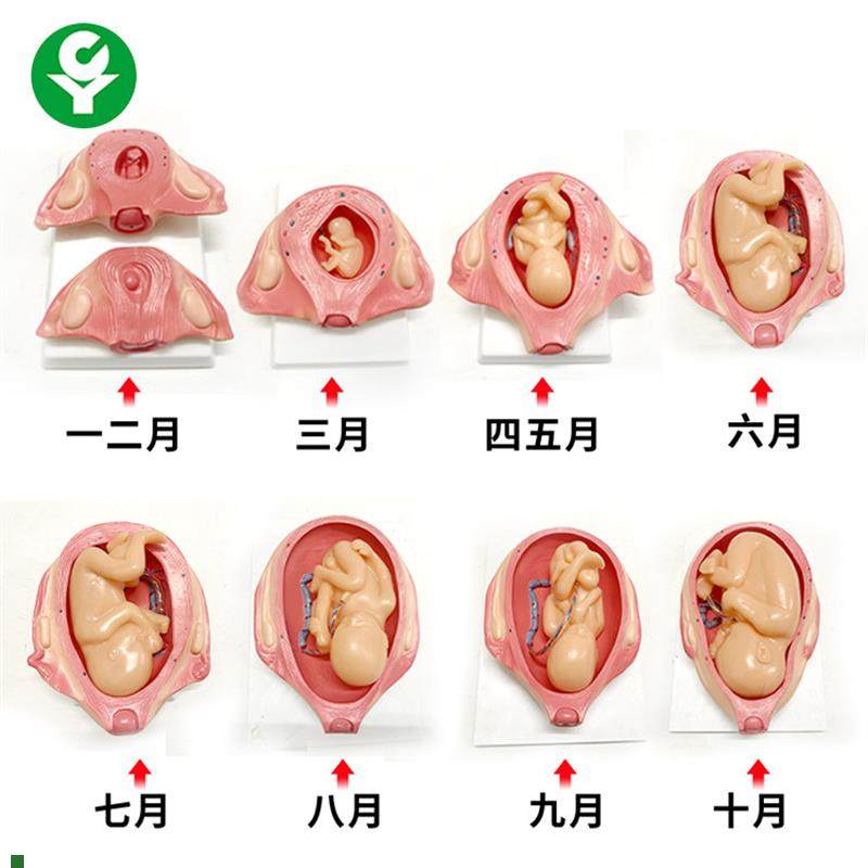 胎儿妊娠发育过程模型/怀孕胎儿模C型/妊娠胚胎发育模型计划生育