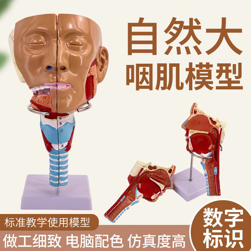 高级鼻口咽喉f腔模型 头颈面部解剖 喉肌肉甲状腺神经血管耳鼻喉