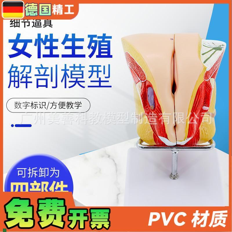 女性生殖c解剖内外生殖层次解剖模型阴道子宫解剖模型器官解剖