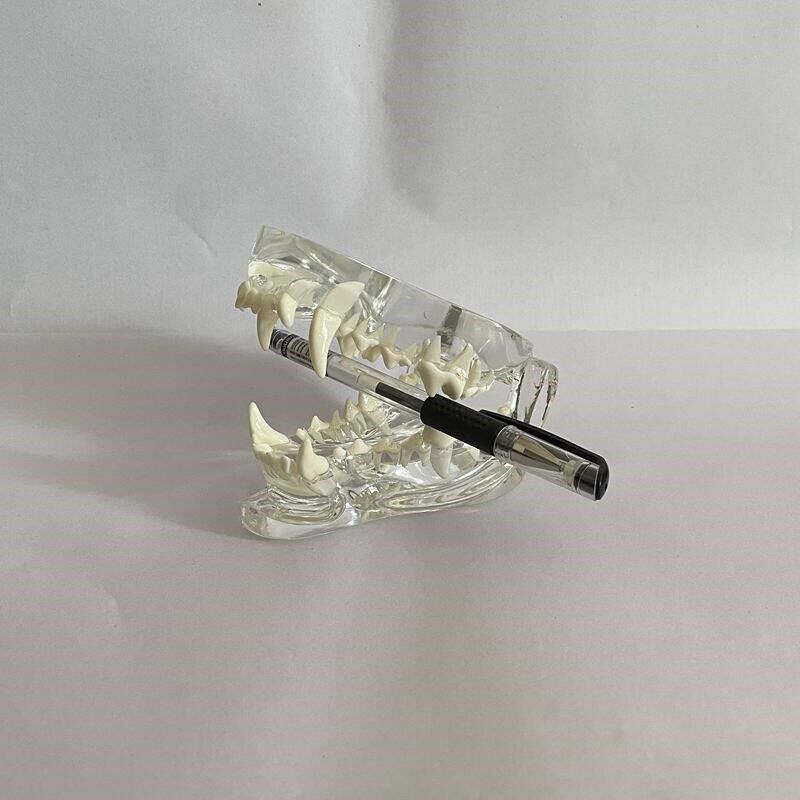 猫咪牙齿模型口腔颚骨下r颌猫科动物兽医药宠物猫透明动物医生教