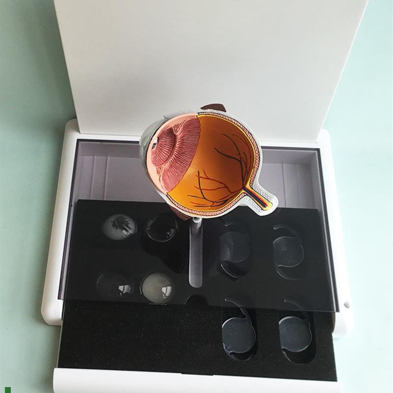 眼睛模型晶片虹膜器官解剖白内障光I学教仪医用医学教学教具
