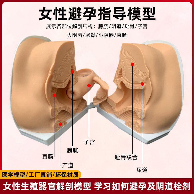 避孕指导模型女性宫内节育器上环训练妇J科检查女节育计生教学教