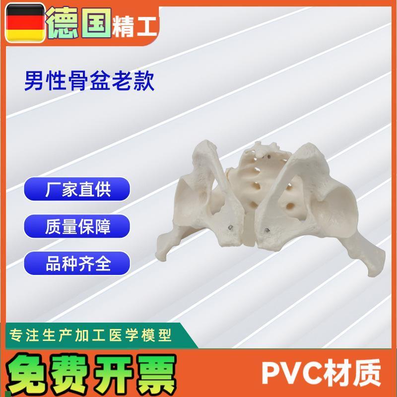 男性骨盆e模型老款骨科教学展示骨骼模型