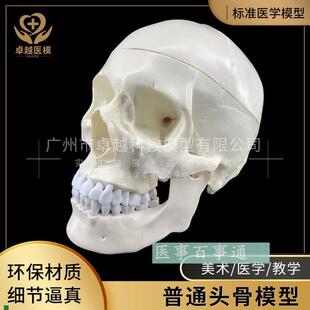 人体头骨模型头骨骷髅关节仿古头F科教标本神经科脑外科模具