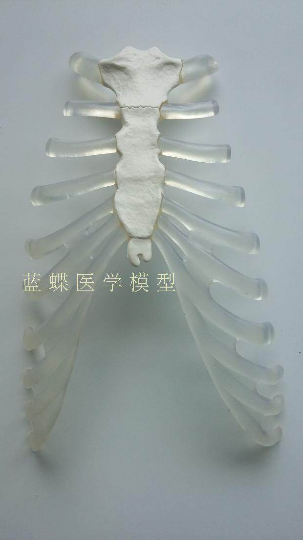 人体骨骼模型 170CM人x体的透明胸骨 仿真人骨架教学模型
