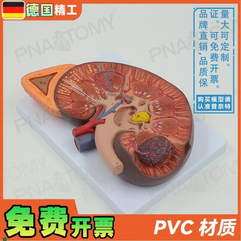 德国】人体肾脏内脏结构肾上腺解剖放大模型泌尿生Y殖系统男科泌