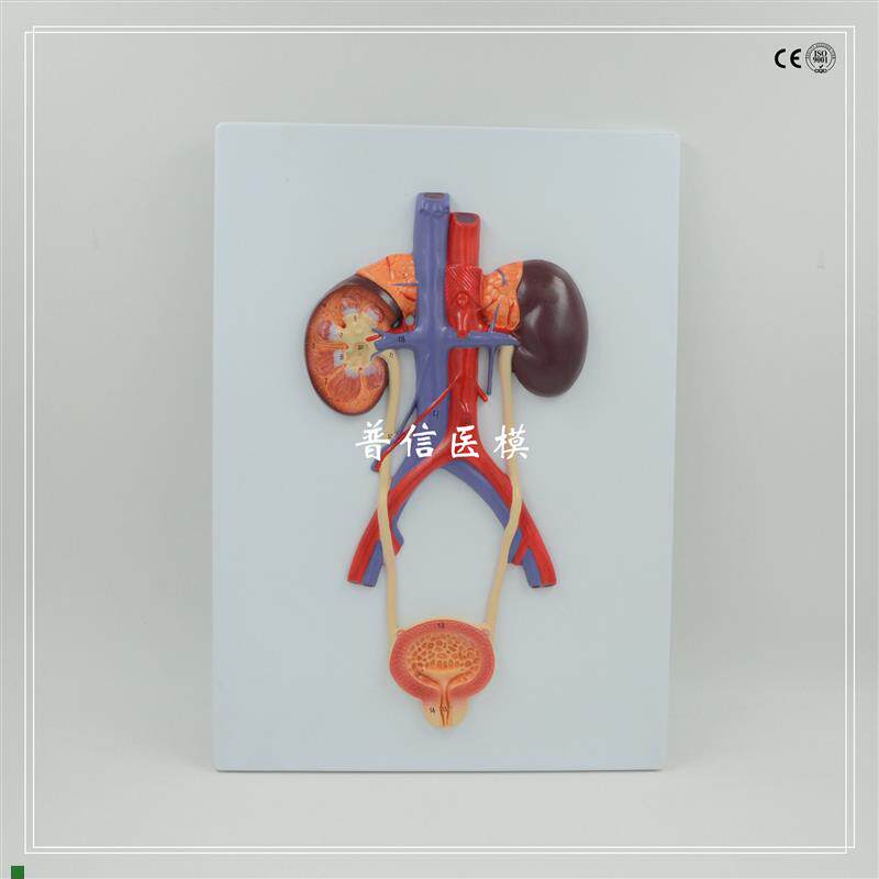 普信人体泌尿系统模r型肾脏动静脉膀胱人体器官解剖泌尿科