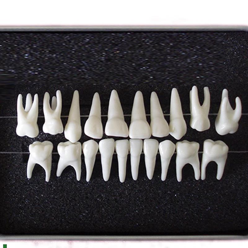 ENOVO颐诺恒牙牙齿1:1模型成人牙Y列牙齿模型
