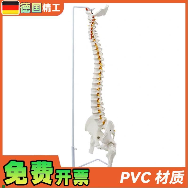 德国】成人85cm人体脊柱神经A骨盆骨骼模型腰椎可弯曲正骨教学标