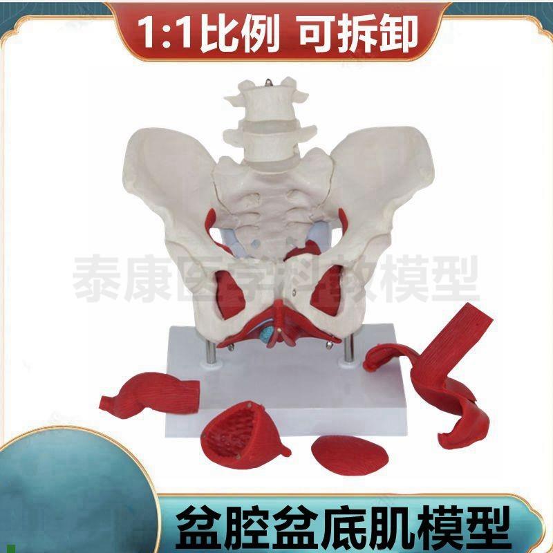 女盆骨模型盆底肌子宫生殖产后C功能修复会阴解剖展示家政培训
