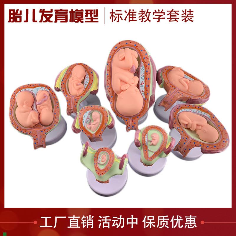 妊娠胚胎发育胎儿形成发育过程模型计划生Q育胎儿胚胎教学模型