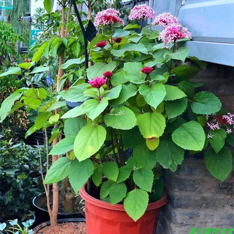 臭牡丹乳腺草臭枫根庭院阳台楼顶窗台养生煲汤泡酒驱蚊中药材盆栽