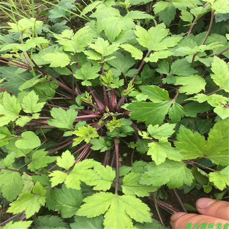 白苞蒿刘寄奴红艾鸭脚艾珍珠菊
