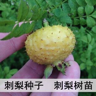 刺梨种子 当年结果 刺梨树苗  黄刺梅种子 梨梅 贵州刺梨种子