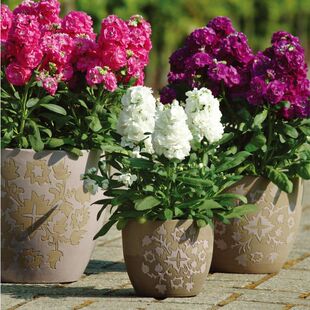 紫罗兰种子切花紫罗兰种籽春秋播室内外阳台盆栽绿植四季花卉种孑