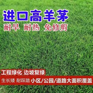 蓝标高羊茅种子草坪草籽四季常青矮生耐寒耐旱耐冻耐踩踏护坡绿化