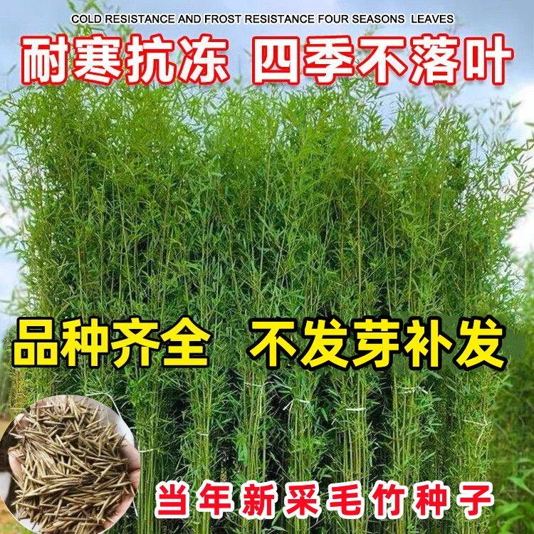 大型毛竹种子 青竹苗 刚竹 四季竹子 雷竹食用竹笋大青竹黄竹种籽