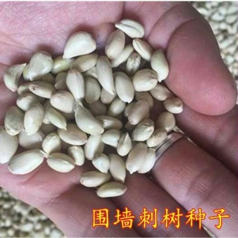 围墙刺树种子铁篱笆种子刺树种子 荆棘种子 带刺树种子 枸橘种子