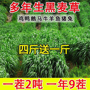 黑麦草种籽子种四季多年生耐寒牧草种子畜牧养殖草种鸡鸭牛羊鱼草