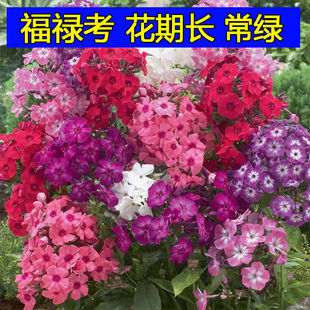 丛生福禄考花种子秋天播庭院花卉易种芝樱花混色五色梅四季播包邮