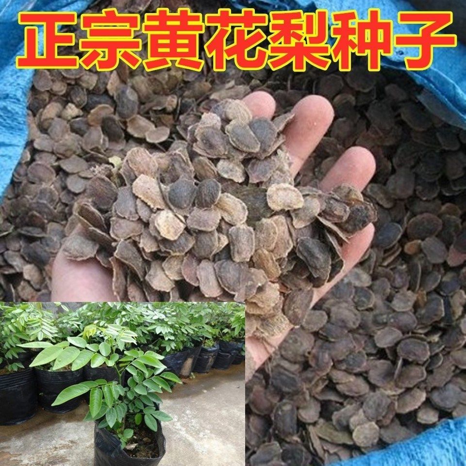 新采黄花梨种子 正宗海南黄花梨种子 降香黄檀种子花梨木树种包邮
