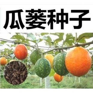 吊瓜子 瓜蒌种子 天花粉栝楼吊瓜润肺祛痰材野生糖瓜蒌瓜种籽