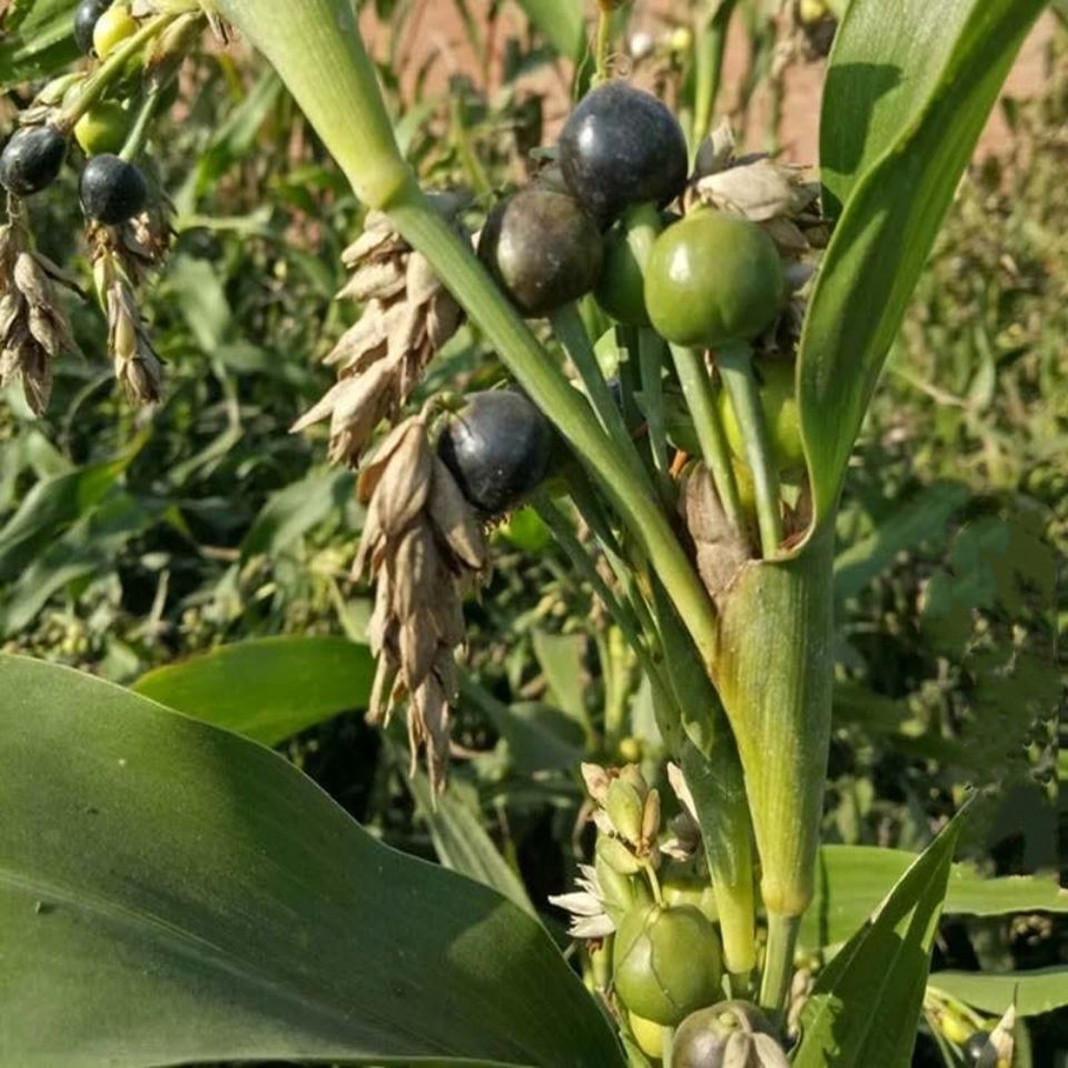 草珠子种子 野生薏苡草菩提薏珠子散珠手串手链门帘佛籽