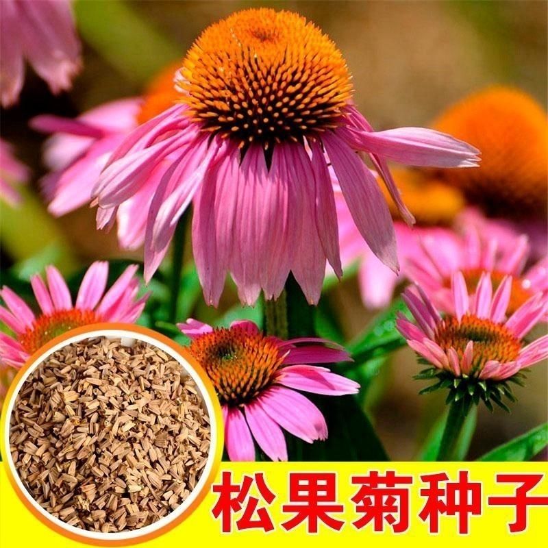 松果菊种子多年生耐寒耐热庭院盆栽花卉花籽菊花阳台种植四季易种