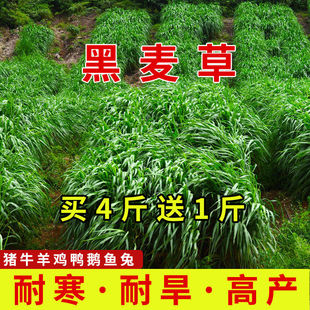 耐寒多年生黑麦草牧草种子种籽畜牧养殖猪牛羊鸡鱼兔草籽四季