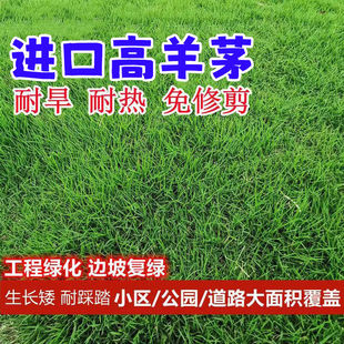 蓝标高羊茅草坪草籽进口耐寒耐旱耐践踏庭院护坡绿化四季常青种子