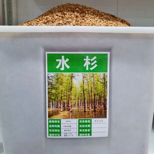 水杉树种子梳子杉绿化树木园林庭院景观高直壮挺拔树木当年新采