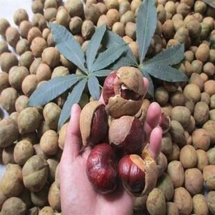 红花七叶树种子梭椤树梭椤子天师栗开心果白花七叶树林木种籽