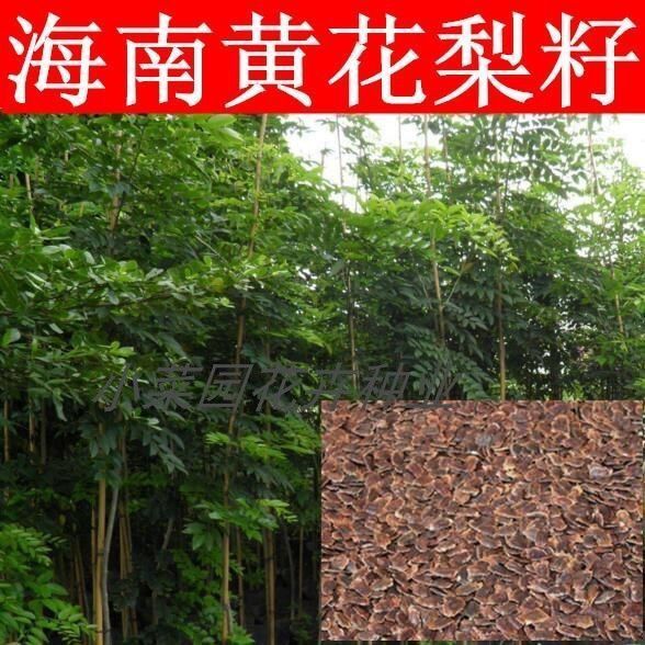 正宗海南黄花梨树苗种子黄花梨种子降香黄檀木黄花梨木种子珍贵树