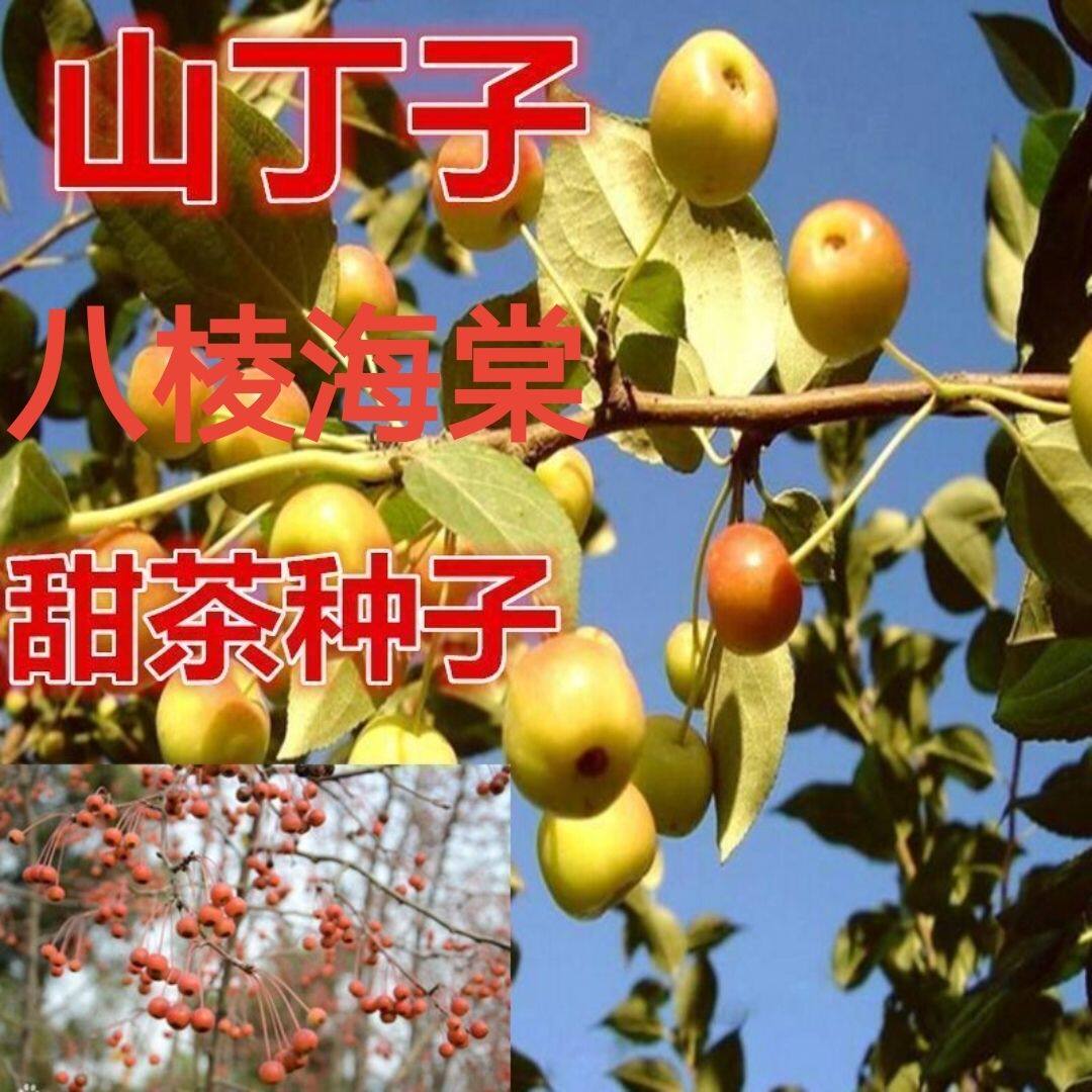 平邑甜茶种子 八棱海棠种子 山丁子种子 嫁接苹果树砧木 发芽率高