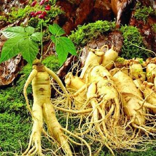 长白山野生人参种子多年生正品四季种植阳台室内易种盆栽药材种子