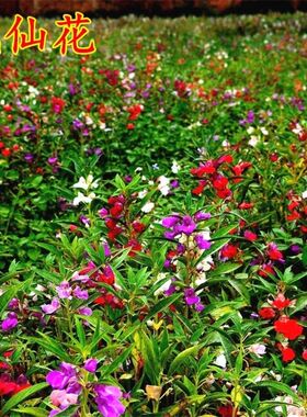 四季播室外种花卉种子茶花凤仙花种子非洲凤仙指甲花易活花子秋播
