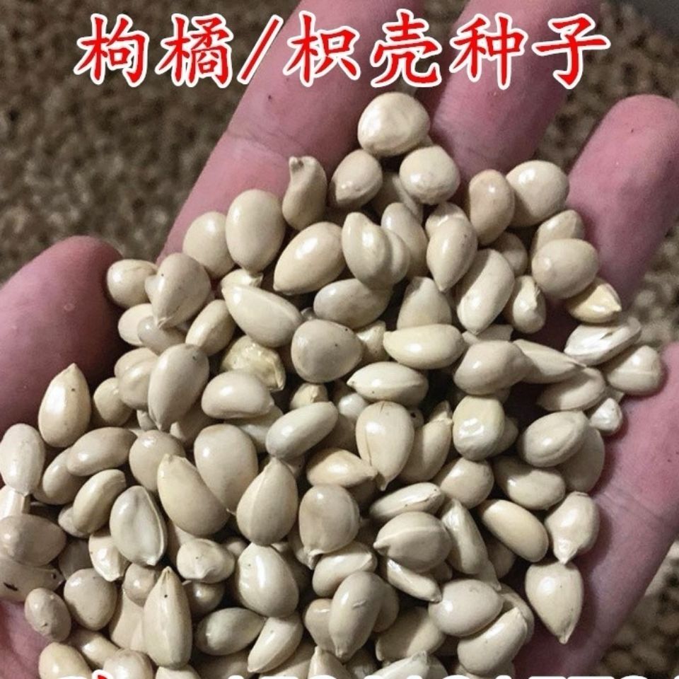 枸橘种子枳壳种籽子枸桔种子积壳种子嫁接砧木刺篱笆种子刺树种子