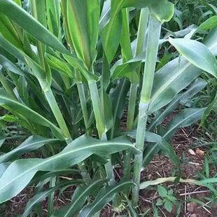 苏丹草草籽高丹草种四季牧草种子养殖再生草鱼吃的草种籽畜牧牛羊