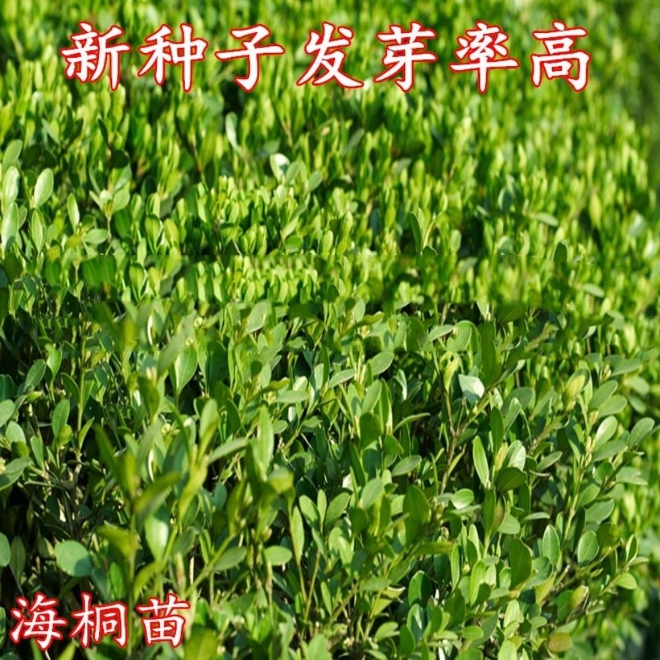 优质林木种子 花卉种子 海桐种子 苗木种子海桐球种子净种子包邮