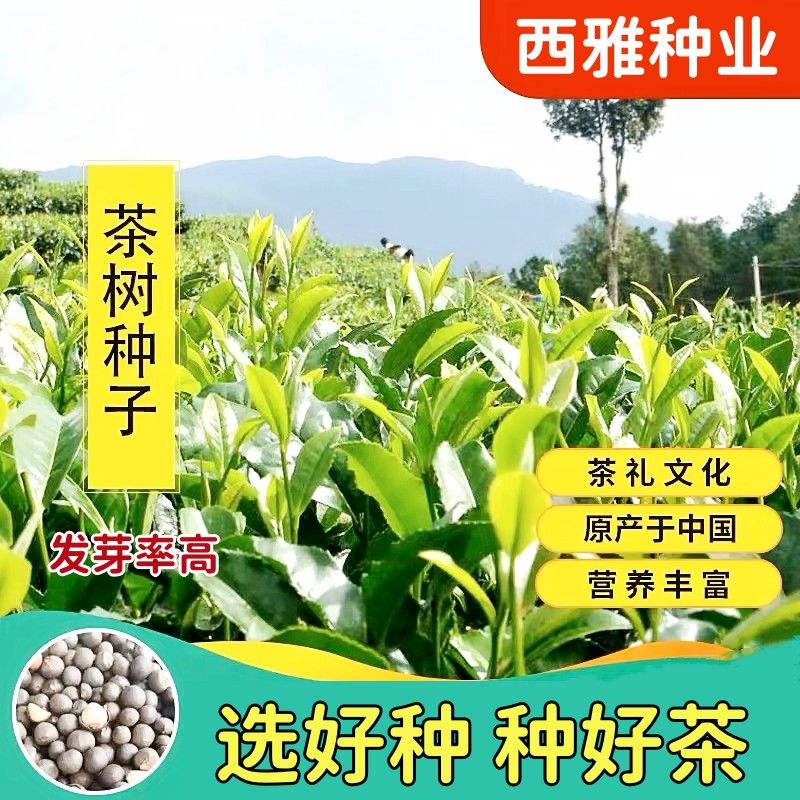 绿茶种子茶种子茶树种子茶叶种子绿茶籽茶花种子耐冬大果红花油茶